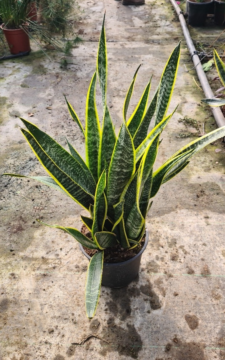 סנסיוורה תלת צבעית בדלי גדול