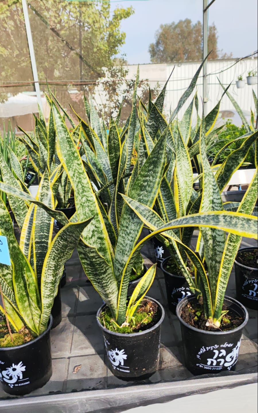 סנסיוורה תלת צבעית בדלי קטן