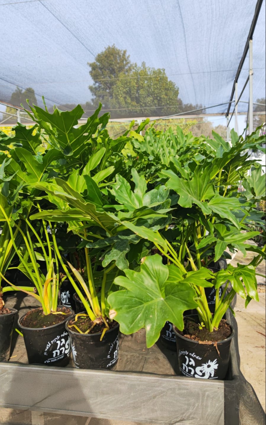 פילודנדרון ביפי בדלי קטן