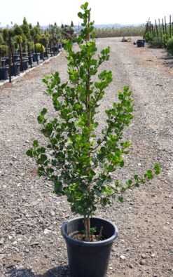 אוג חרוק בדלי