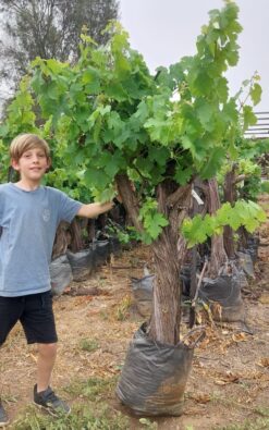 עץ גפן בת 14 שנים עתיקה ומיוחדת