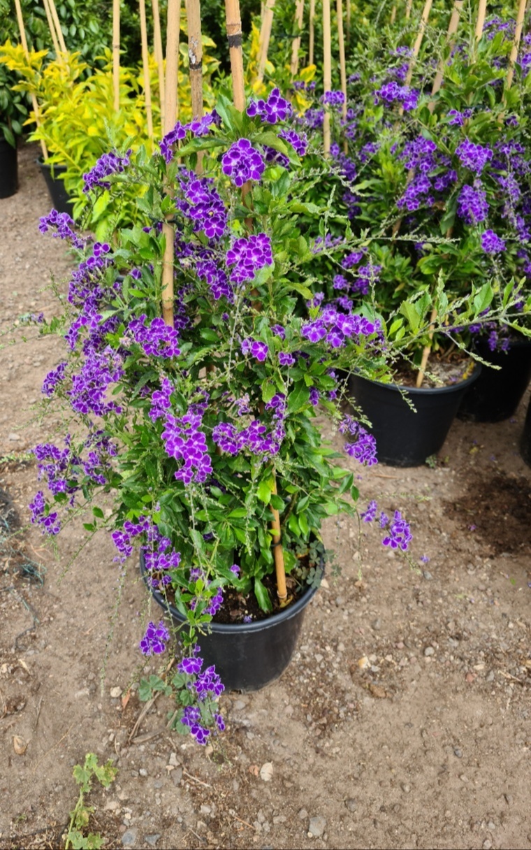 גיישה סגולה בדלי