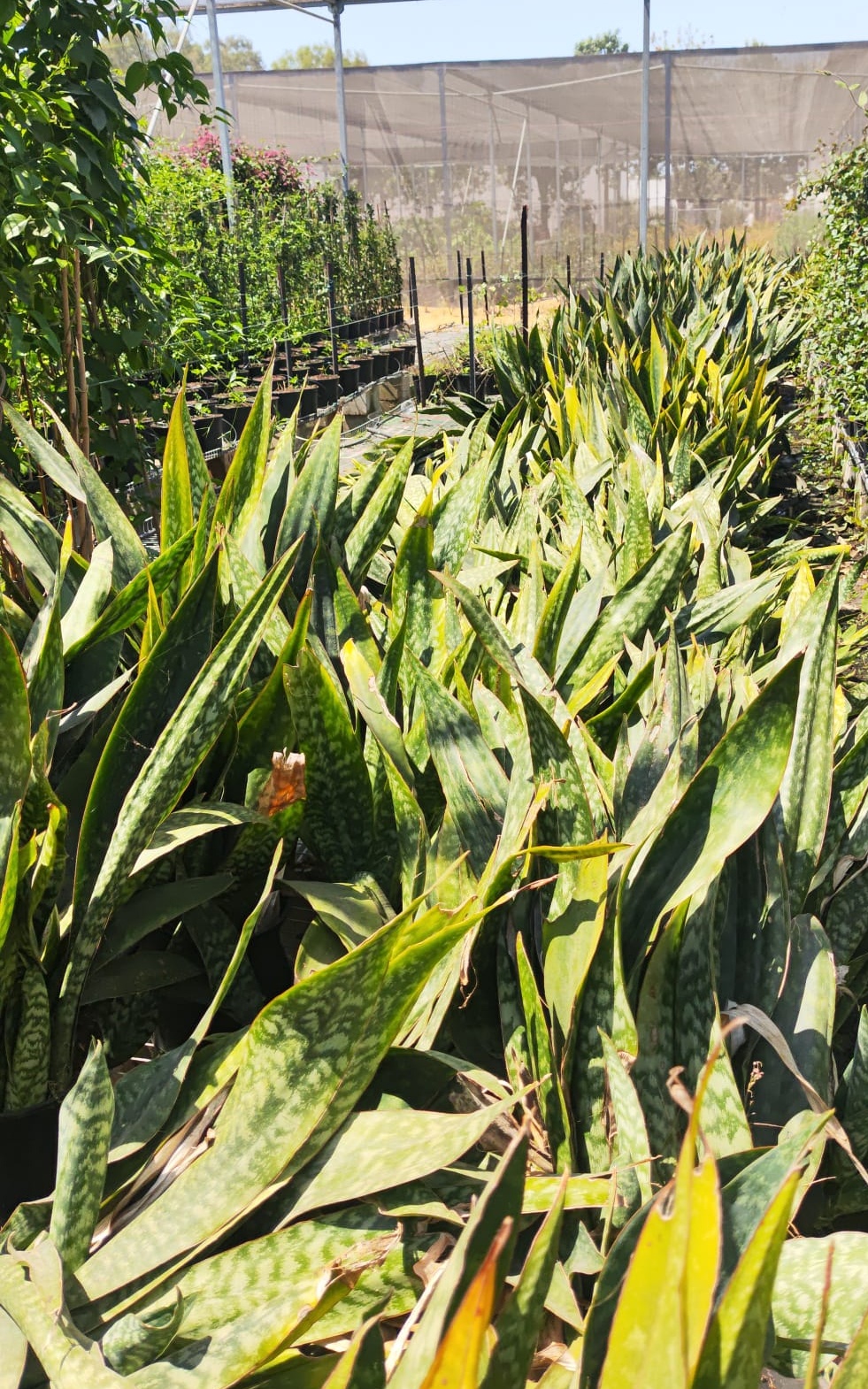 סנסיוורה ירוקה בדלי גדול