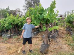 עץ גפן בת 14 שנים עתיקה ומיוחדת