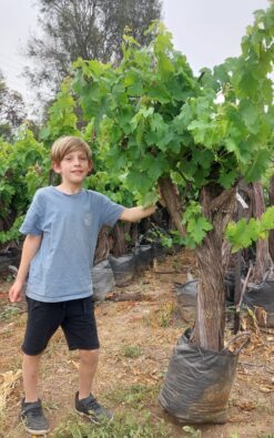 עץ גפן בת 14 שנים עתיקה ומיוחדת