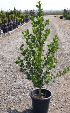 אוג חרוק בדלי