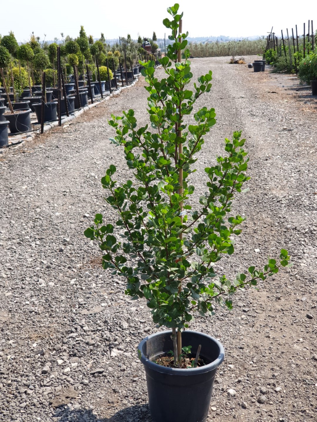 אוג חרוק בדלי